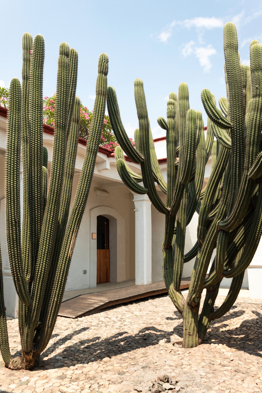 Cactus Oaxaca Plant