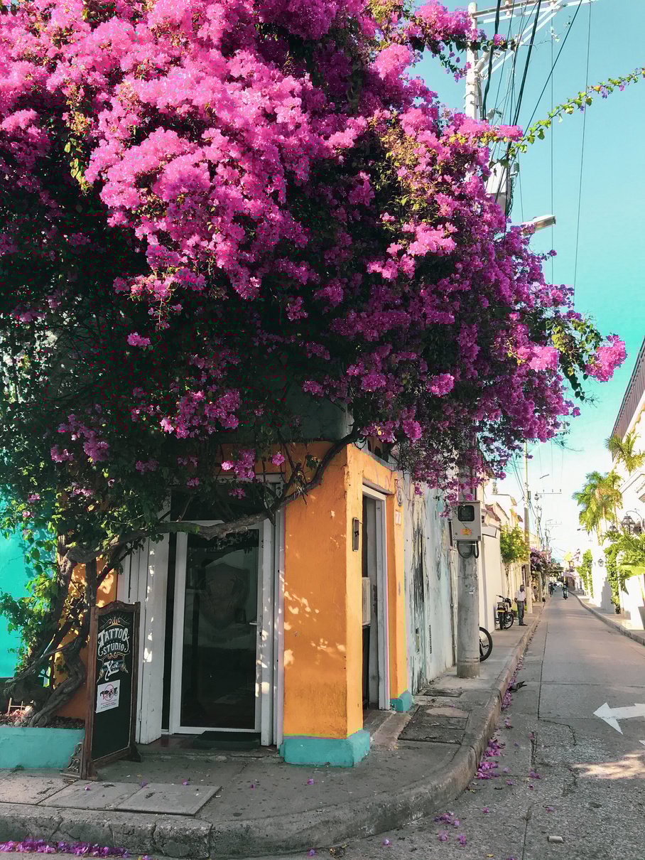 Purple Flowers of a Tree in Front of the Store